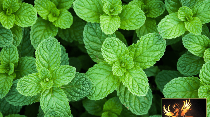 Menthe
