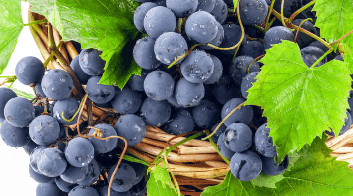 Raisin Muscat