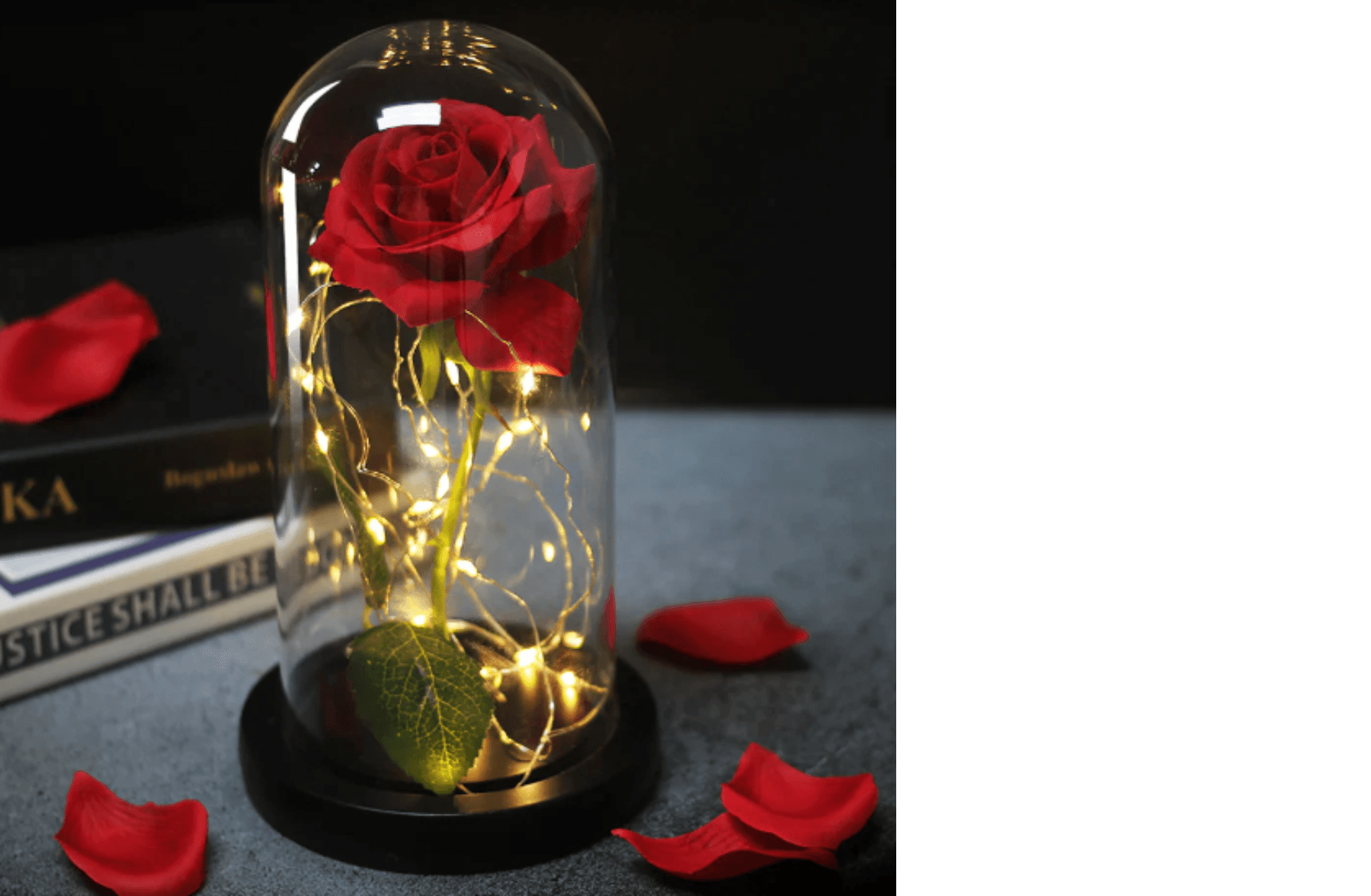 Rose Eternelle sous Cloche