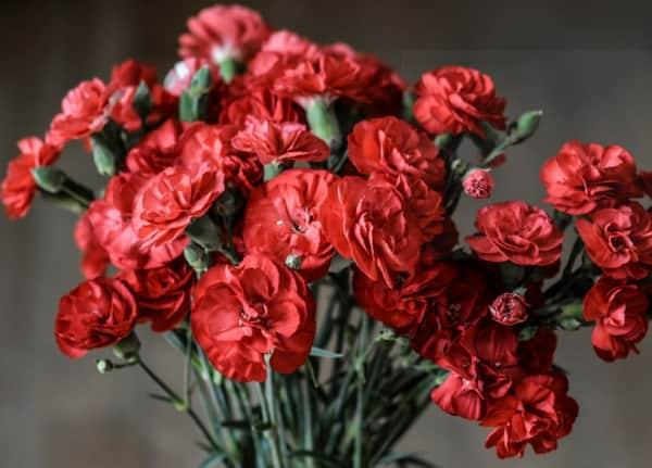 Bouquet Oeillets (10 tiges)