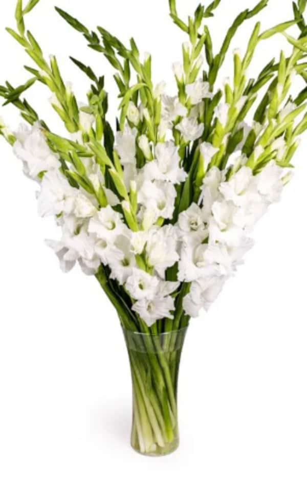 Bouquet Glaieul (10 tiges)