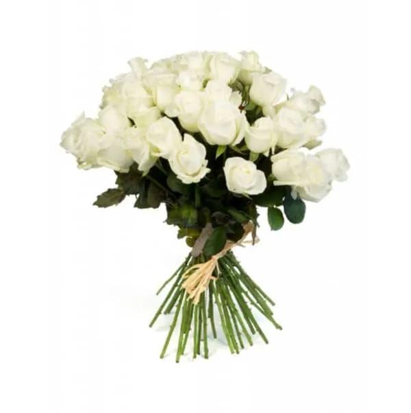 20 Roses Blanches
