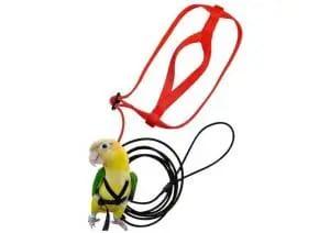 harnais et laisse pour oiseau