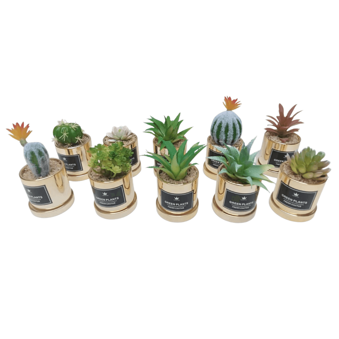Pot Dore Dream Cactus 15 Cm