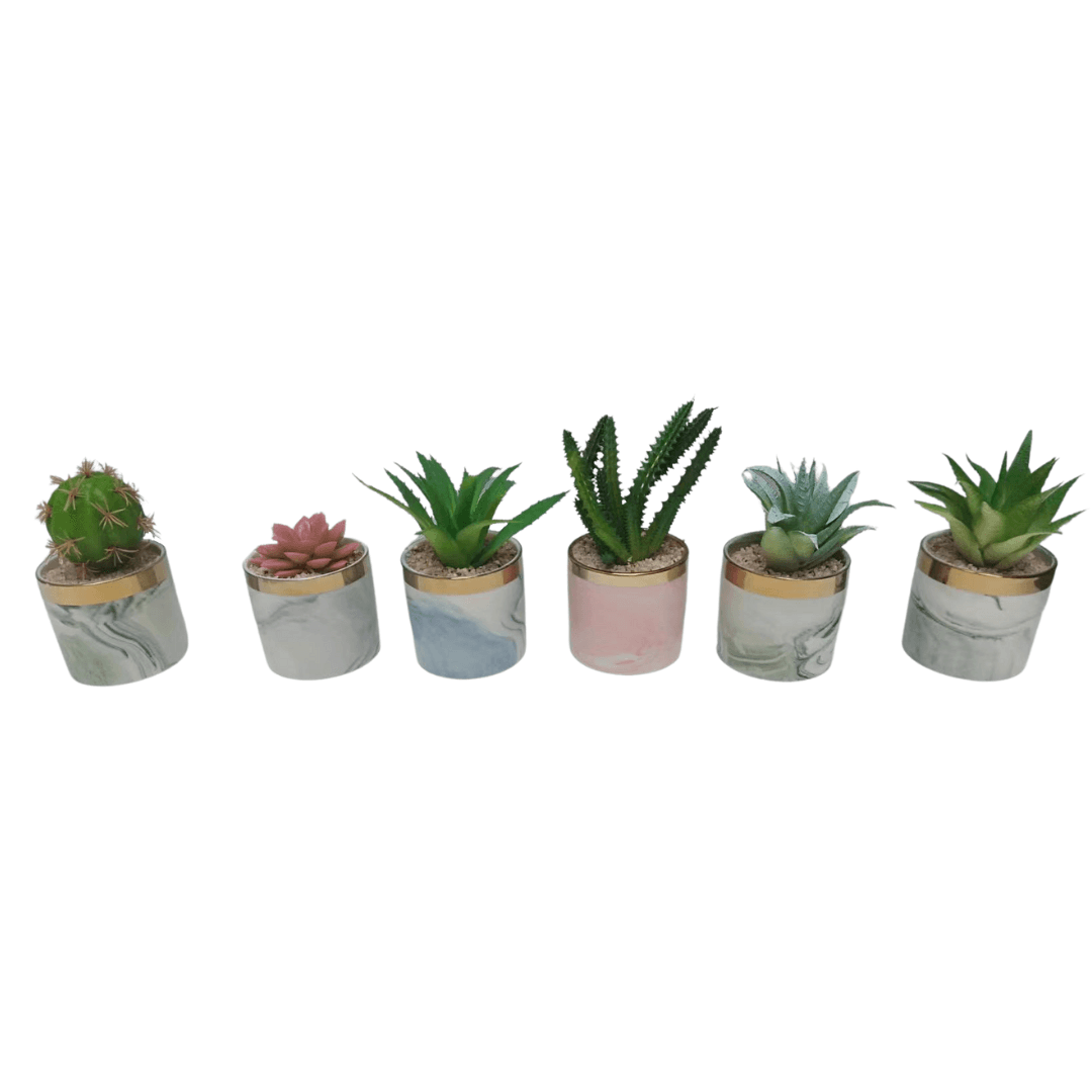 Pot De Cactus Trendy 15cm