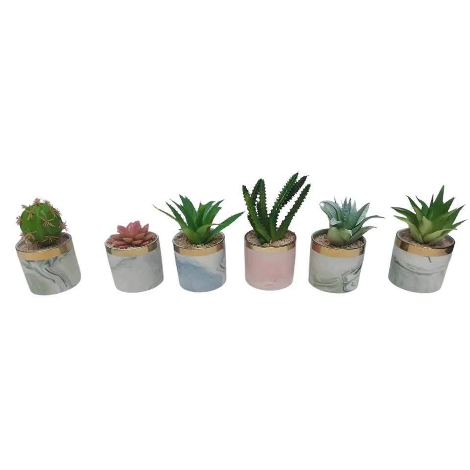 Pot De Cactus Trendy 15cm
