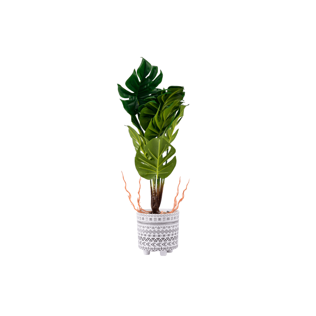 Pot De Plante Philodendron  11*46cm 0.66kg