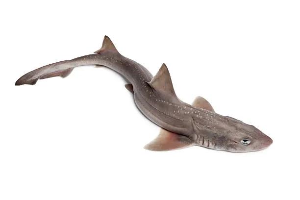Chien de Mer 500Gr