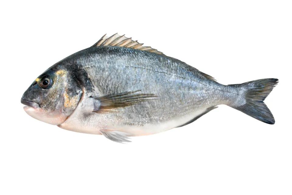 Dorade