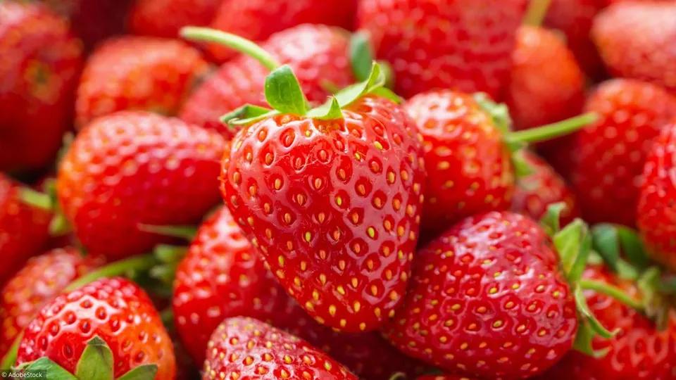 Fraise boîte 