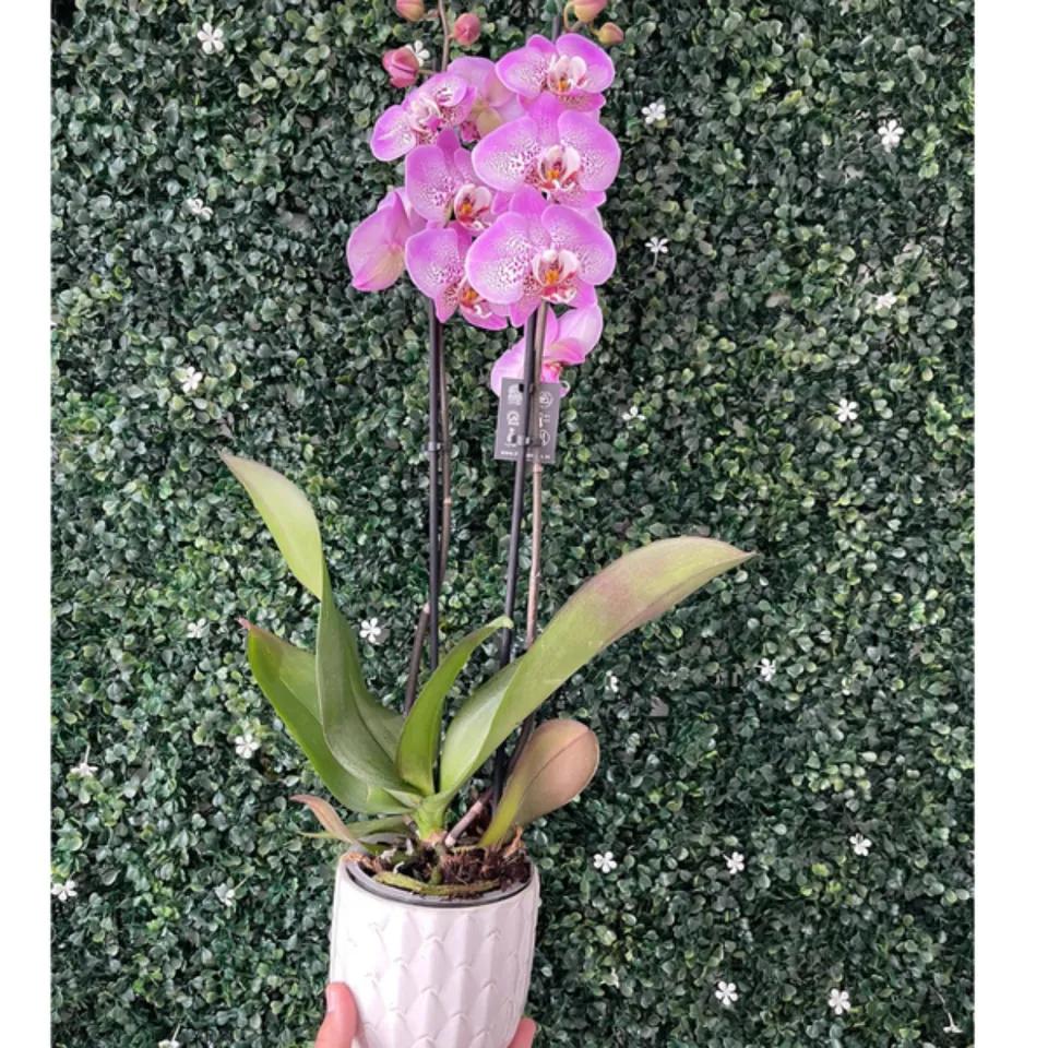 Orchidée Move 2 Tiges