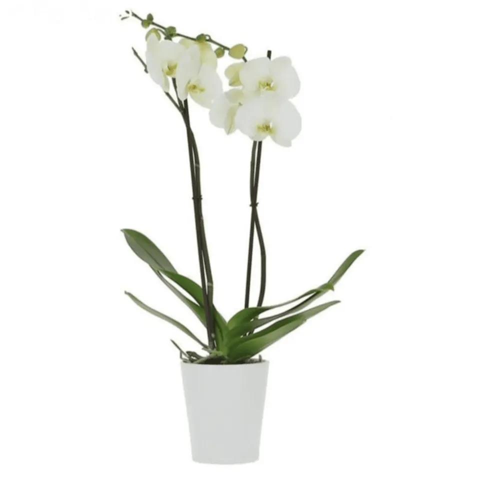 Orchidée Blanc 2 Tiges
