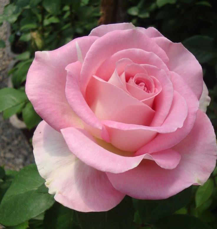 Fleur Rose