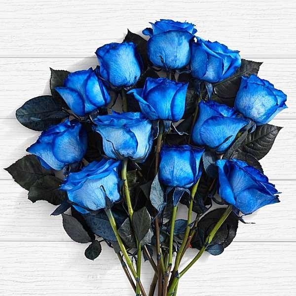 Fleur Bleu