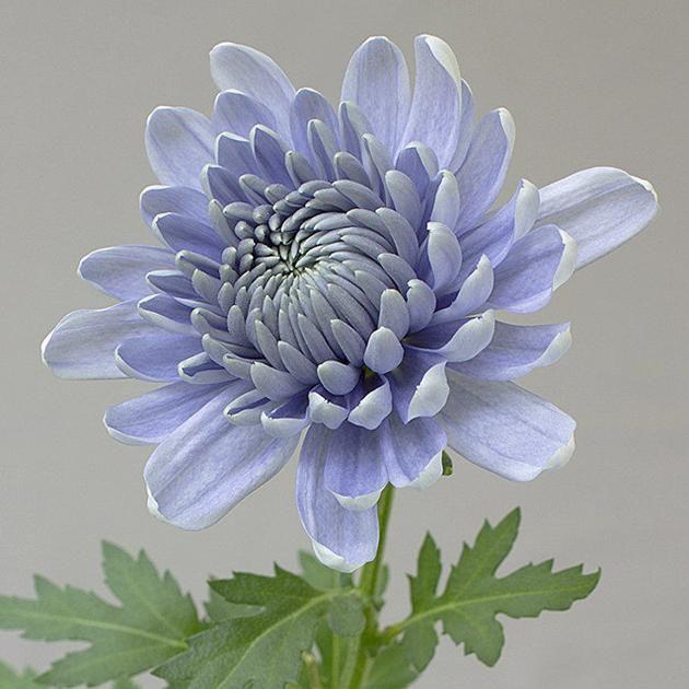 Chrysanthemum