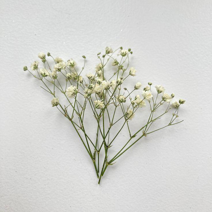 Gypsophile