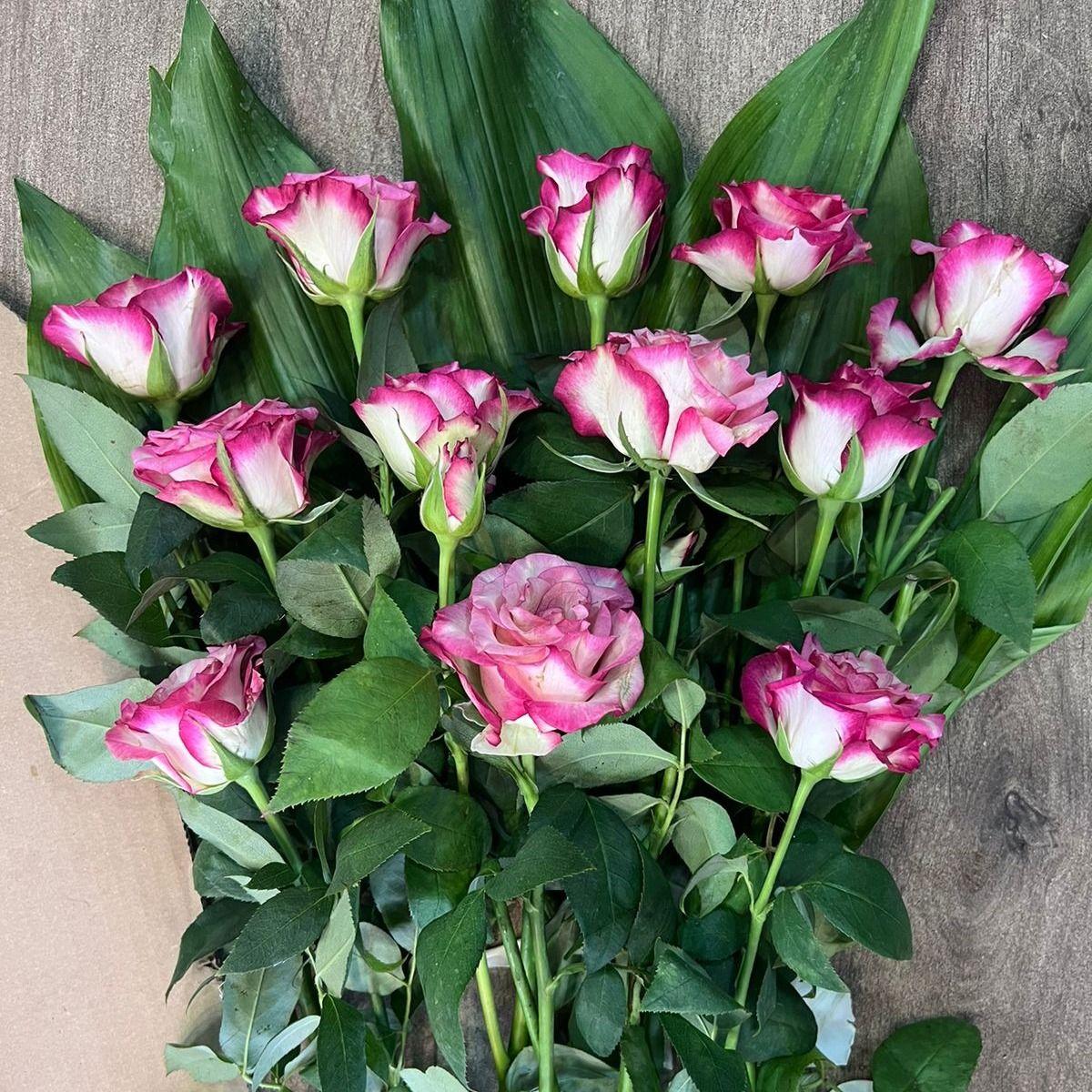 Douzaine roses dégradé