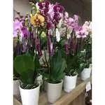 Orchid Phalaenopsis