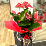 Anthurium to offer taille S