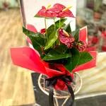Anthurium to offer taille S