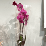 Orchidée Phalaenopsis Roses