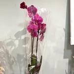 Orchidée Phalaenopsis Roses