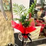 Areca palm taille M