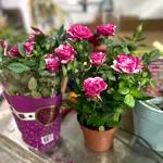 Small pink Rosier