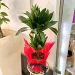 Dracaena taille M
