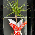 Dracena marginata to offer