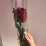 Rose individual