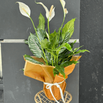 Spathiphyllum plant Grand taille