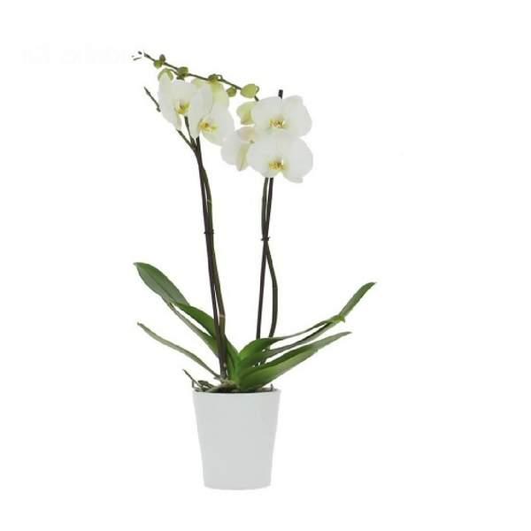 Orchidée Blanche 2 Branches + vase gratuit