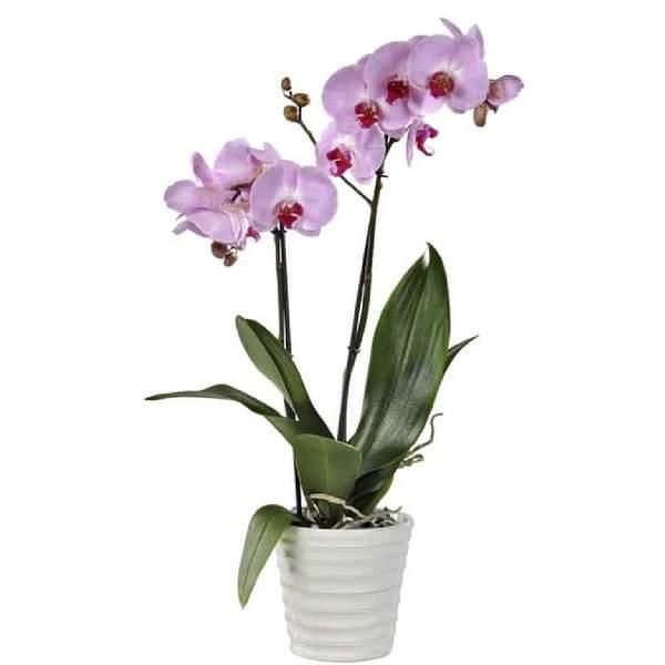Orchidée Rose 2 Branches + vase gratuit