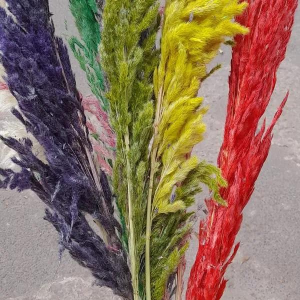 PAMPAS