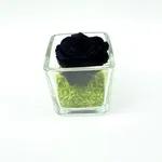 Mini Black