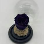Cloche Purple Eternal Rose
