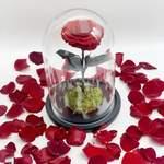 Grande Cloche Red Passion