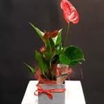 Anthurium