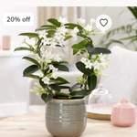 Jasmin de Madagascar (SV)