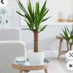 Yucca (SV)