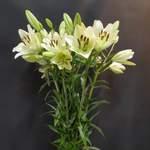 5 tiges de lys blanc