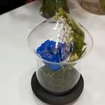 Rose ètèrnèlle sous cloche bleu roi