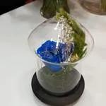 Rose ètèrnèlle sous cloche bleu roi