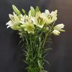 10 tiges de lys blanc