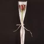 Rose rouge individuelle