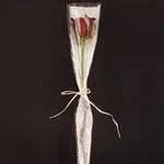 Rose rouge individuelle