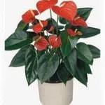 Grand anthurium