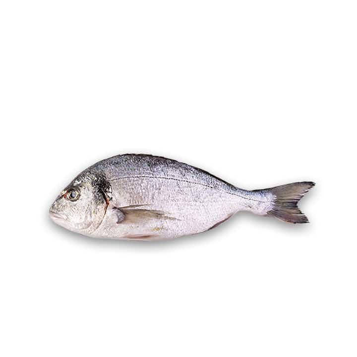 Dorade