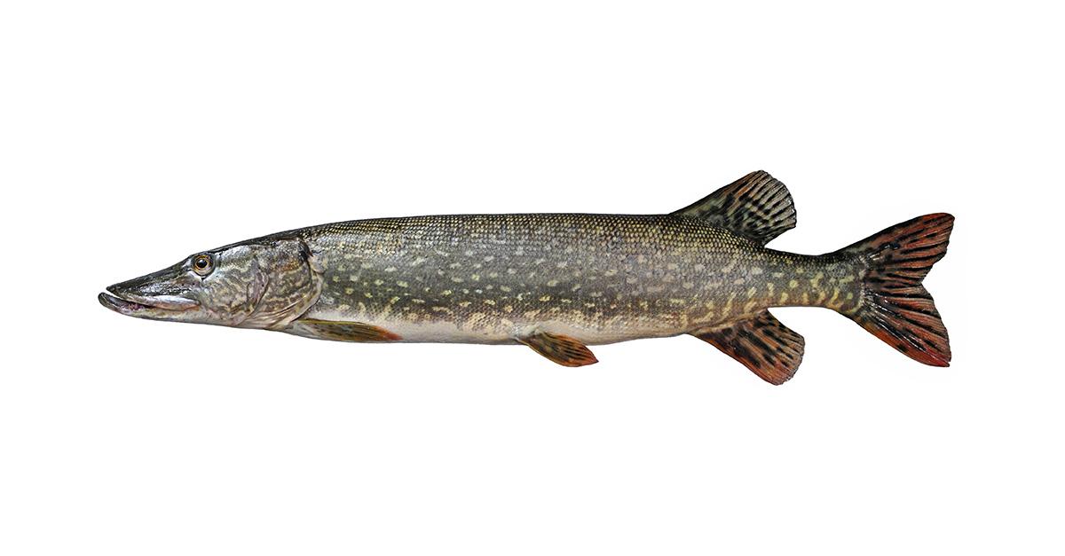 Brochet